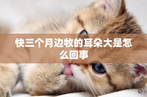 快三個月邊牧的耳朵大是怎么回事