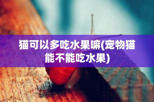 貓可以多吃水果嘛(寵物貓能不能吃水果)