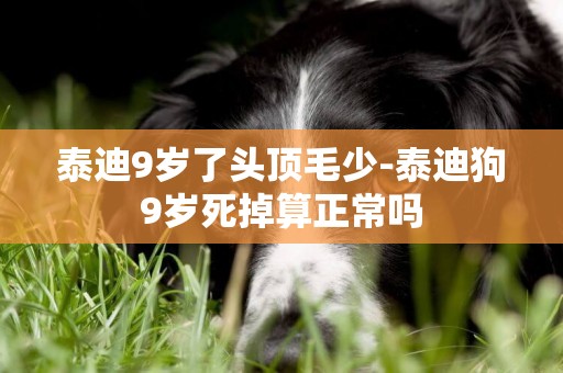 泰迪9歲了頭頂毛少-泰迪狗9歲死掉算正常嗎