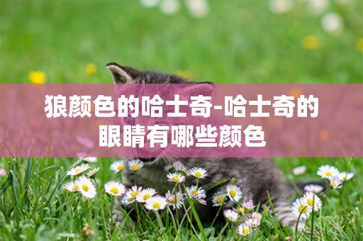 狼顏色的哈士奇-哈士奇的眼睛有哪些顏色