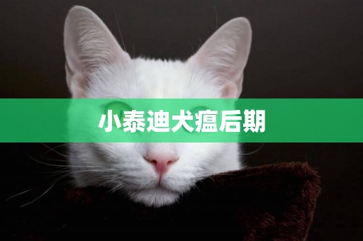 小泰迪犬瘟后期