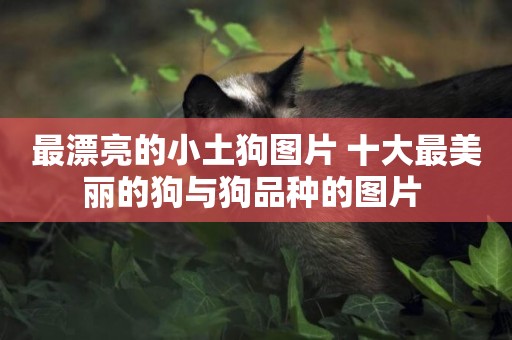 最漂亮的小土狗圖片 十大最美麗的狗與狗品種的圖片 