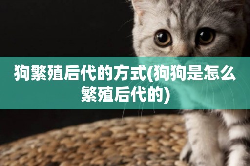 狗繁殖后代的方式(狗狗是怎么繁殖后代的)
