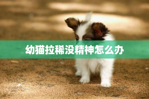 幼貓拉稀沒精神怎么辦