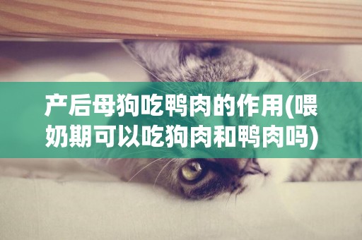 產后母狗吃鴨肉的作用(喂奶期可以吃狗肉和鴨肉嗎)