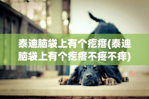 泰迪腦袋上有個疙瘩(泰迪腦袋上有個疙瘩不疼不癢)