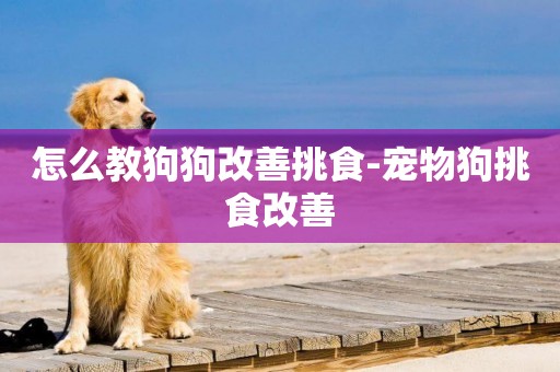 怎么教狗狗改善挑食-寵物狗挑食改善