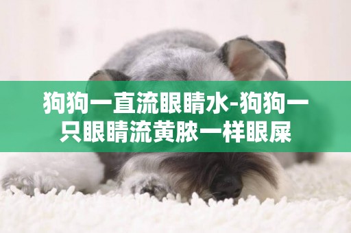 狗狗一直流眼睛水-狗狗一只眼睛流黃膿一樣眼屎
