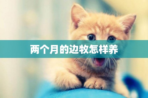 兩個月的邊牧怎樣養