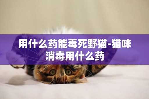 用什么藥能毒死野貓-貓咪消毒用什么藥