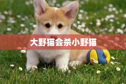 大野貓會殺小野貓