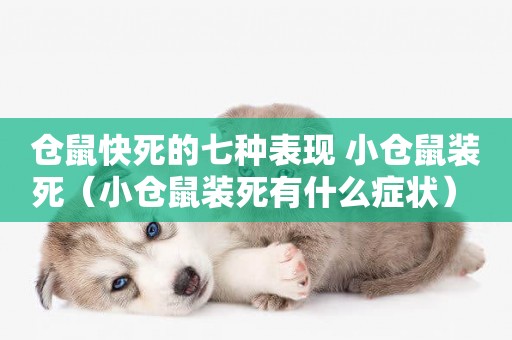 倉鼠快死的七種表現 小倉鼠裝死（小倉鼠裝死有什么癥狀） 