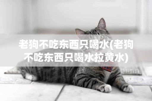 老狗不吃東西只喝水(老狗不吃東西只喝水拉黃水)