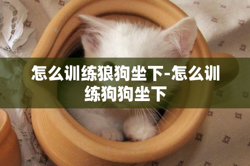 怎么訓練狼狗坐下-怎么訓練狗狗坐下