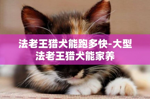 法老王獵犬能跑多快-大型法老王獵犬能家養