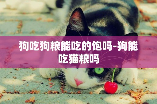 狗吃狗糧能吃的飽嗎-狗能吃貓糧嗎