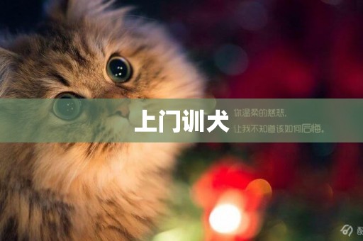 上門訓犬
