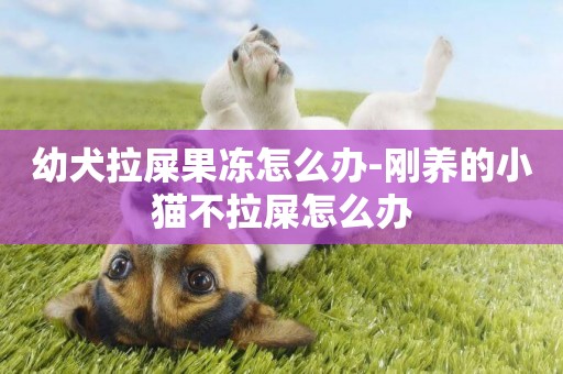幼犬拉屎果凍怎么辦-剛養的小貓不拉屎怎么辦