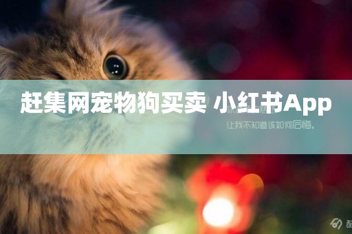 趕集網寵物狗買賣 小紅書App 