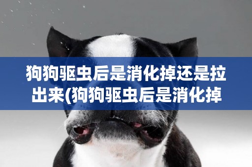 狗狗驅蟲后是消化掉還是拉出來(狗狗驅蟲后是消化掉還是拉出來好)