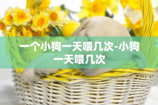 一個小狗一天喂幾次-小狗一天喂幾次