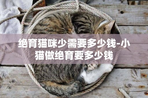 絕育貓咪少需要多少錢-小貓做絕育要多少錢