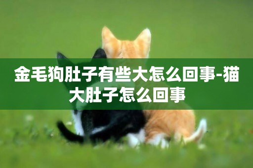 金毛狗肚子有些大怎么回事-貓大肚子怎么回事