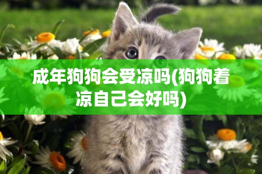 成年狗狗會受涼嗎(狗狗著涼自己會好嗎)