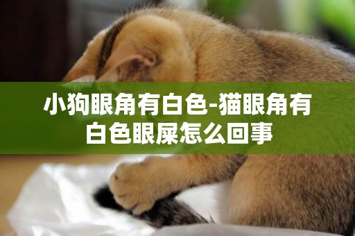 小狗眼角有白色-貓眼角有白色眼屎怎么回事