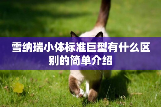 雪納瑞小體標準巨型有什么區別的簡單介紹