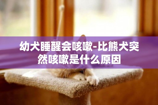 幼犬睡醒會咳嗽-比熊犬突然咳嗽是什么原因