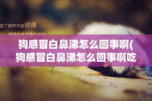 狗感冒白鼻涕怎么回事啊(狗感冒白鼻涕怎么回事啊吃啥藥)