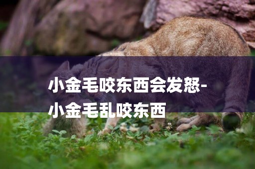 小金毛咬東西會發怒-
小金毛亂咬東西