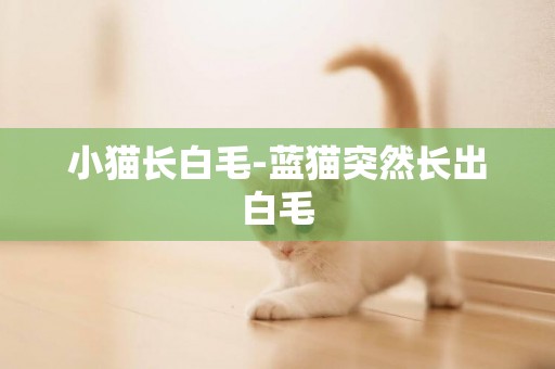 小貓長白毛-藍貓突然長出白毛