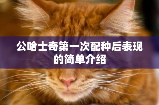 公哈士奇第一次配種后表現的簡單介紹