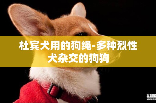 杜賓犬用的狗繩-多種烈性犬雜交的狗狗