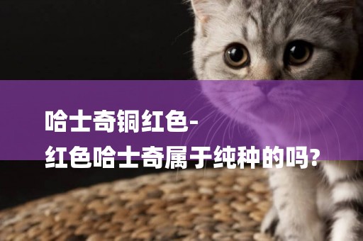 哈士奇銅紅色-
紅色哈士奇屬于純種的嗎?