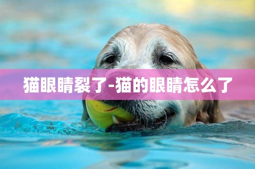 貓眼睛裂了-貓的眼睛怎么了