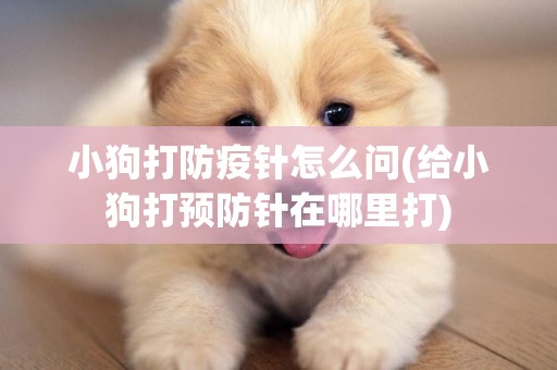 小狗打防疫針怎么問(給小狗打預防針在哪里打)