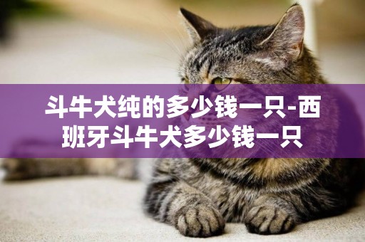 斗牛犬純的多少錢一只-西班牙斗牛犬多少錢一只