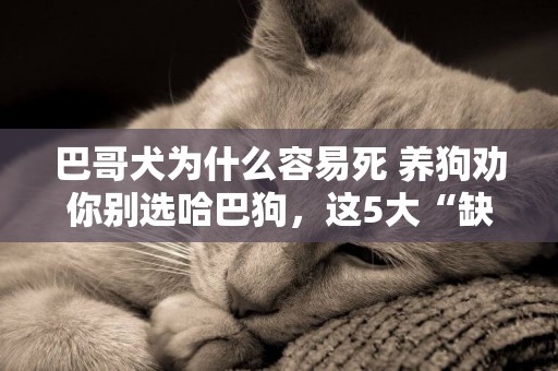 巴哥犬為什么容易死 養狗勸你別選哈巴狗，這5大“缺點”讓人崩潰 