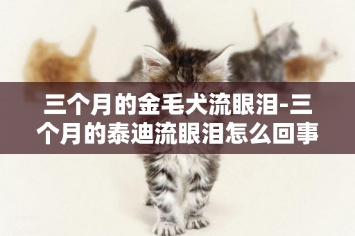 三個月的金毛犬流眼淚-三個月的泰迪流眼淚怎么回事