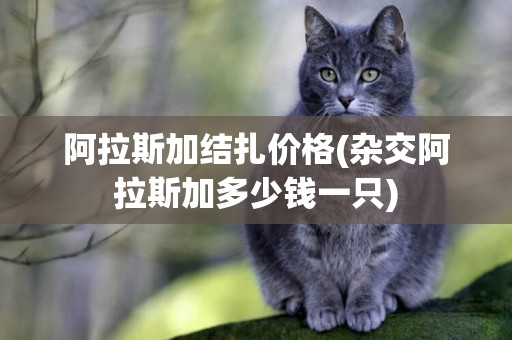 阿拉斯加結扎價格(雜交阿拉斯加多少錢一只)
