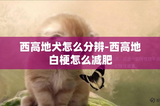 西高地犬怎么分辨-西高地白梗怎么減肥