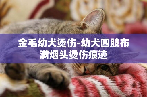 金毛幼犬燙傷-幼犬四肢布滿煙頭燙傷痕跡