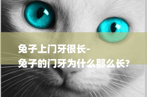 兔子上門牙很長-
兔子的門牙為什么那么長?