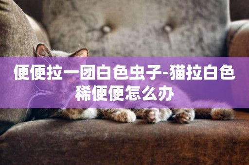 便便拉一團白色蟲子-貓拉白色稀便便怎么辦