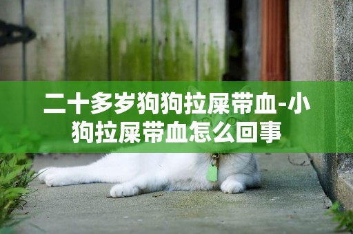 二十多歲狗狗拉屎帶血-小狗拉屎帶血怎么回事