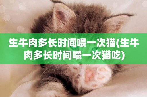 生牛肉多長時間喂一次貓(生牛肉多長時間喂一次貓吃)