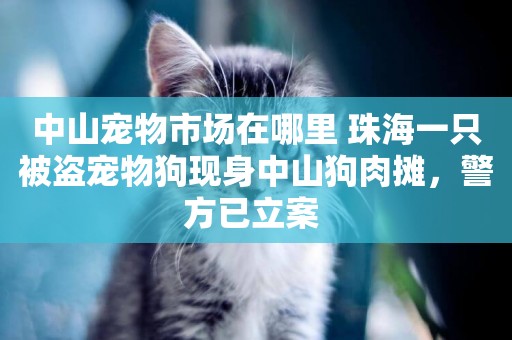 中山寵物市場在哪里 珠海一只被盜寵物狗現身中山狗肉攤，警方已立案 